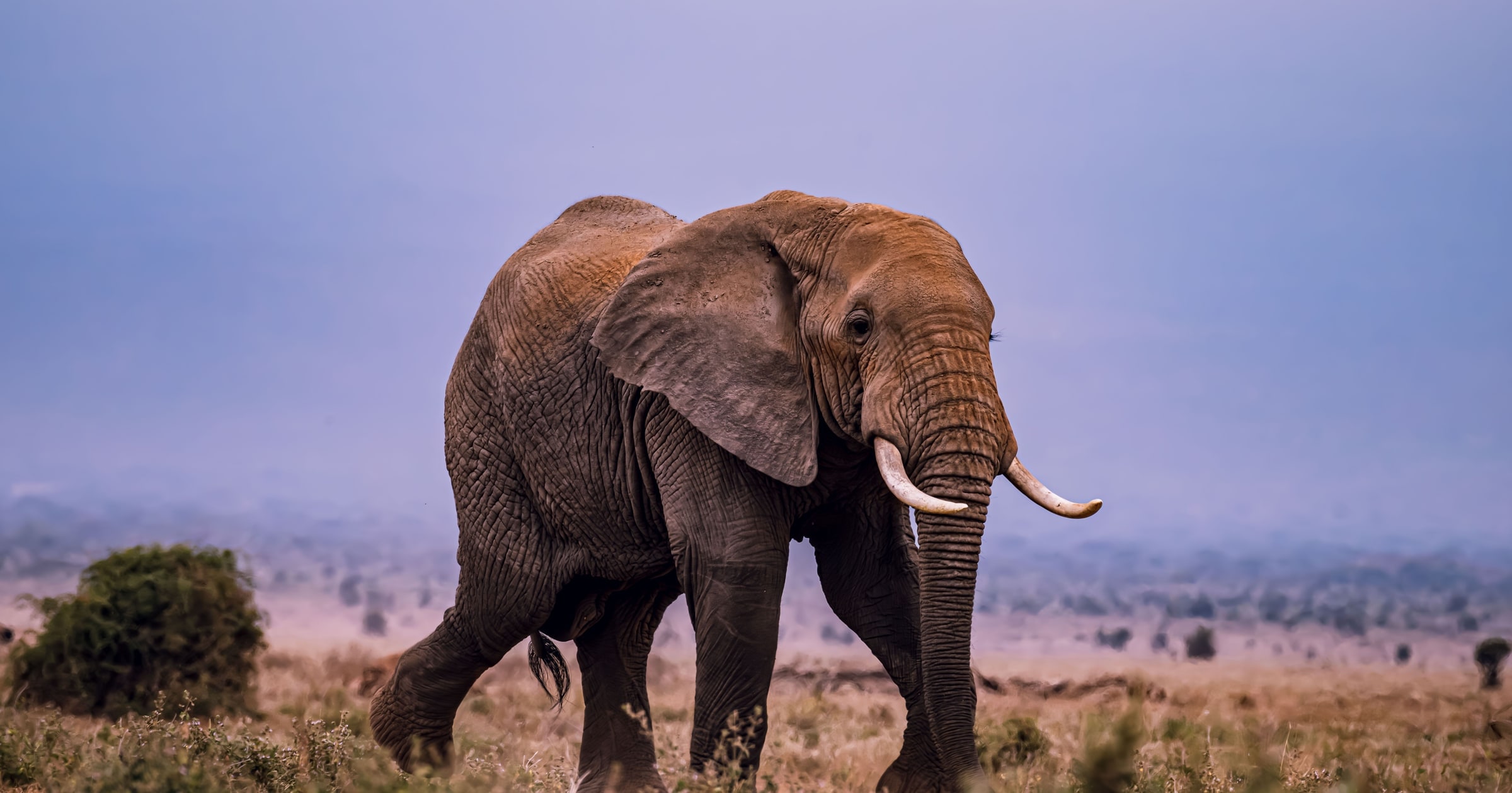 Cover image for The Tusk Is Not the Elephant