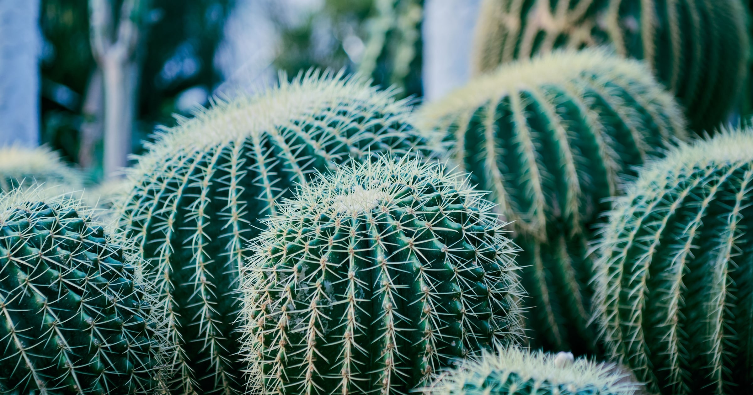 Cover image for We Are Cacti in a Rainforest